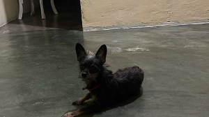 Lost Pet: Amora