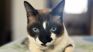 Lost Pet: Lucerys