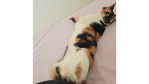 Lost Pet: MIA