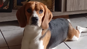 Lost Pet: Luke