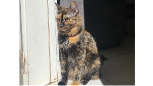 Lost Pet: Navi