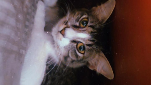 Lost Pet: Zaia