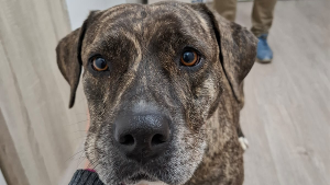 Lost Pet: Suzi