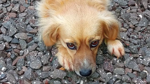 Lost Pet: Bela