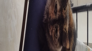 Lost Pet: Meg