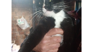 Lost Pet: Belinha