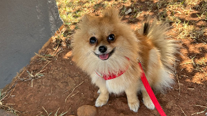 Lost Pet: Perola