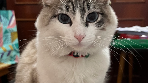Lost Pet: Zaya