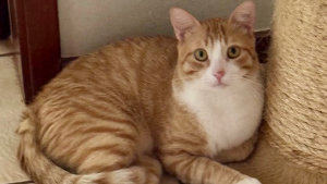 Lost Pet: CRISTIANO