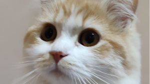 Lost Pet: Estrelinha