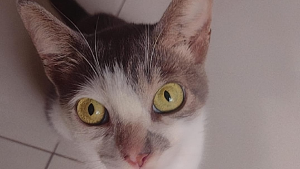 Lost Pet: Esmeralde