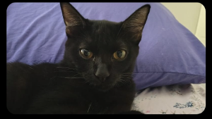 Lost Pet: Shoyu