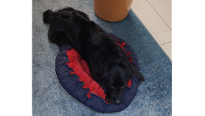 Lost Pet: Mingau