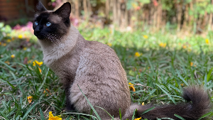 Lost Pet: Galadriel