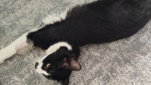Lost Pet: Banguela