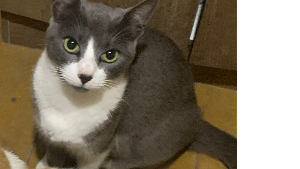 Lost Pet: Mya stephani