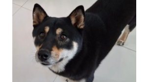Lost Pet: Ume