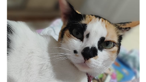 Lost Pet: melinda