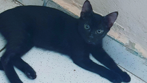 Lost Pet: Juninho Gabriel