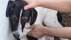 Lost Pet: Maneco