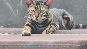 Lost Pet: Look