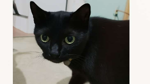Lost Pet: Pretinha