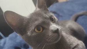 Lost Pet: Luna