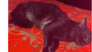 Lost Pet: Morgana
