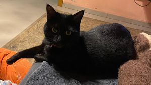 Lost Pet: Magali