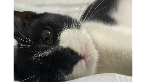 Lost Pet: Estopinha
