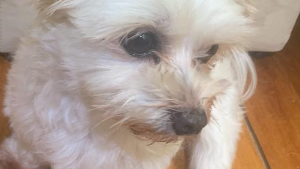 Lost Pet: Luly