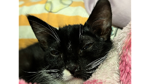 Lost Pet: Myst Gomes Brandão