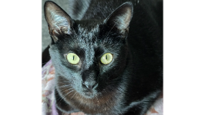Lost Pet: Pippo