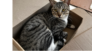 Lost Pet: Loki Adonis de Moraes