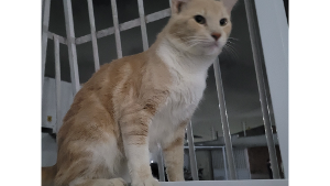 Lost Pet: Lion Phellipe