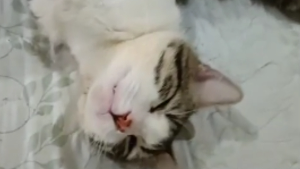 Lost Pet: Flora Mariah