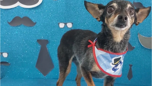 Lost Pet: Nenê de Oliveira