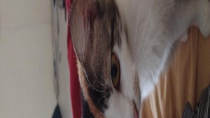 Lost Pet: Nami