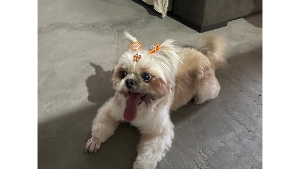 Lost Pet: Meg