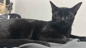 Lost Pet: Madruguinha