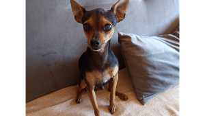 Lost Pet: Smith DK Alves