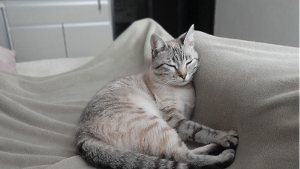 Lost Pet: Nina Alegria