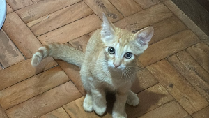 Lost Pet: Jajuabauanz