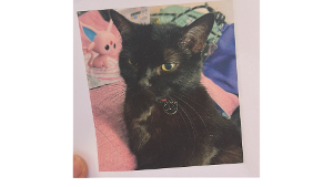 Lost Pet: Lucy Maria