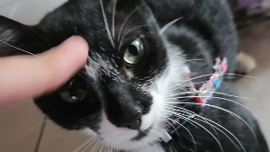 Lost Pet: Lisboa Ugo