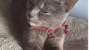 Lost Pet: Cunergunes