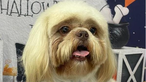 Lost Pet: Max Guedes Barbosa