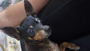 Lost Pet: André Fernandes