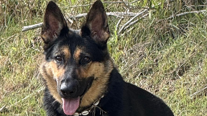 Lost Pet: Olívia Don Odé