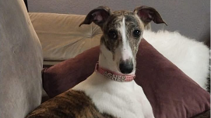 Lost Pet: Agnes